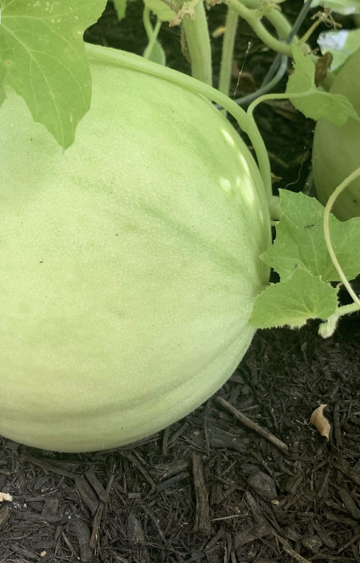 Melón creciendo entre las hojas de la planta