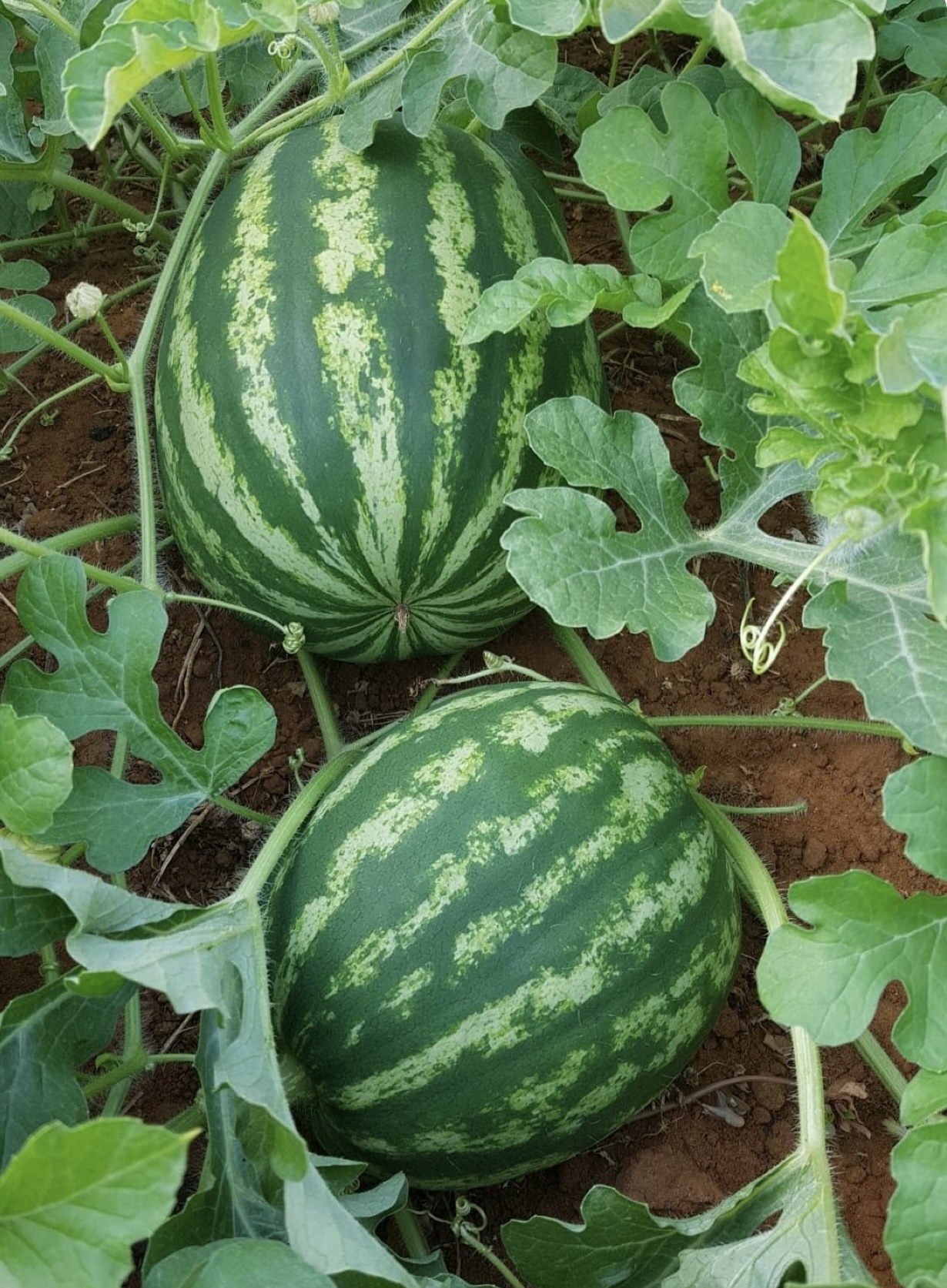 Sandías creciendo entre las hojas de la planta